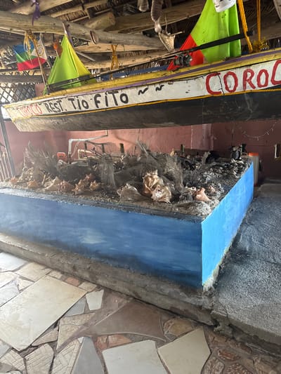 This image depicts an indoor scene within the Restaurant Tio Fito, located in La Ceiba, Honduras.
The primary subjects are a suspended wooden boat and a large, rectangular display bed beneath it. The boat, dark-colored with a pointed bow, hangs horizontally from wooden ceiling beams, which are part of a visible thatched roof structure. It features "REST. TIO FITO" painted in white on its side, along with partial red lettering "CORO" and yellow/purple accents. Two bright green/yellow triangular sails are affixed, and a fishing rod with a reel is attached to the boat's side. Small flags, including one resembling the Honduran flag and another possibly Garifuna, are visible near the bow.
Below the boat, a raised display bed, painted in various shades of blue simulating water on its sides, occupies the foreground. Its top surface is filled with a dense arrangement of natural and artificial elements: numerous conch shells are scattered among dried branches, twigs, and what appears to be driftwood or coral. Fishing nets are draped over these elements. In the rear of the display, white PVC-like pipes and small containers, including an orange one, are visible. The background features a reddish-pink wall with small, recessed openings. The floor consists of an irregular mosaic pattern of light-colored tiles (white, beige, brown) interspersed with darker grout. No people are visible in the scene.