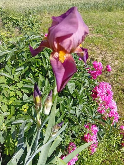In a garden in Žygaičiai, Lithuania, a close-up shot captures a vibrant display of flowers bathed in sunlight. In the foreground, a single, large purple iris bloom, slightly out of focus, dominates the left side of the frame. Its petals are a rich, deep purple with yellow accents near the center, and it is accompanied by two unopened iris buds. To the right, a dense cluster of bright pink peonies bursts with color, their intricate petals creating a lush, textured effect. The foliage of both the iris and the peonies is a healthy, deep green. Behind the flowers, a field of tall, golden wheat extends into the background, its stalks catching the light. The ground is covered in green grass, interspersed with dried straw and some scattered weeds, hinting at the transition between garden and agricultural land. The overall impression is one of abundant nature and the peak of summer bloom in a rural Lithuanian setting.