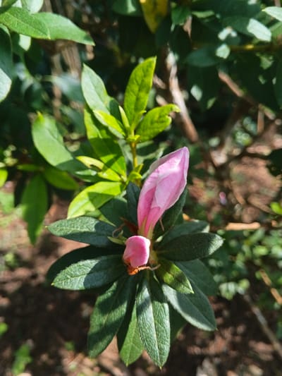 A close-up shot reveals a pink rhododendron bud surrounded by green leaves, the bud is tightly closed, hinting at imminent bloom. The leaves are a rich, deep green, adding a textural contrast. The scene is bathed in soft sunlight, creating highlights and shadows that accentuate the plant's natural beauty. The blurred background suggests other foliage and hints at a garden setting.