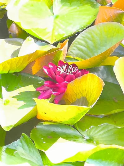 A close-up, vertically oriented photograph captures a vibrant pink water lily bloom nestled amongst large, green and yellow lily pads floating on dark water. The flower, with its tightly furled petals and distinct white stamen, is the central focus. Some lily pads are a bright, almost fluorescent yellow, while others are a deep green, with some showing tinges of orange or brown, suggesting various stages of growth or decay. The water reflects the light and the colors of the surrounding foliage, creating a dappled effect. This scene is located within the botanical garden in Mosėdis, Lithuania, a place renowned for its collection of amber.