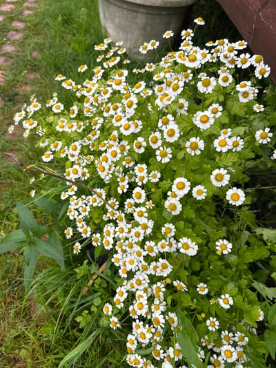 A close-up, high-angle shot captures a dense cluster of white daisy-like flowers with yellow centers, growing amidst lush green foliage. The flowers are predominantly in focus, with some slightly blurred in the foreground and background. The surrounding environment includes grass, a glimpse of a large grey pot, and a dark wooden surface on the right. The scene appears to be outdoors, possibly in a garden, with a general impression of a slightly damp atmosphere indicated by water droplets on some leaves. The overall setting is a natural environment with some man-made elements.