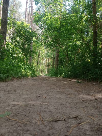The image depicts a dirt path leading through a sun-dappled forest in Vlasivka, Ukraine. Tall, slender trees with visible bark line both sides of the path, their canopies creating a partial overhead covering of lush green leaves. Sunlight filters through the foliage, casting shadows and highlights on the path and surrounding vegetation. The path itself is composed of dry soil and small stones, with scattered leaves and twigs visible. The ground appears to be level, and the path recedes into the distance, creating a sense of depth within the wooded environment. The scene is tranquil and natural, evoking a sense of being in a park or a natural reserve. There are no people or animals visible in the image.