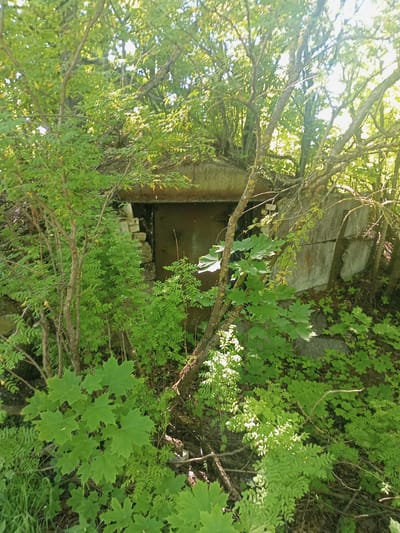 The image presents a scene of an old, heavily overgrown structure, likely a bunker or dugout, nestled within a dense, sun-drenched wooded area. In the center, a dark, weathered metal door, possibly rusty, is visible, set into an entrance constructed from what appears to be concrete or stone blocks. The top of the entrance is curved or arched, and the blocks around it show signs of age and partial collapse. To the right of the door, large, grey concrete slabs form part of the structure's exterior wall, partially concealed by vegetation.
The entire scene is dominated by vibrant green foliage. Numerous trees and bushes, including those with broad, lobed maple-like leaves in the foreground and smaller, compound leaves elsewhere, completely envelop and partially hide the man-made edifice. Tree trunks and branches weave throughout the frame, contributing to the wild, untamed appearance. Bright sunlight penetrates the canopy, illuminating leaves and branches with strong highlights, suggesting a clear, sunny day, likely late morning or early afternoon. No people are present, and no specific activity is occurring. The image conveys a sense of abandonment and nature's slow reclamation of human-made objects. There is no visible text. Given the location context of Kommunar, Russia, this structure could be a relic of historical military or industrial infrastructure.