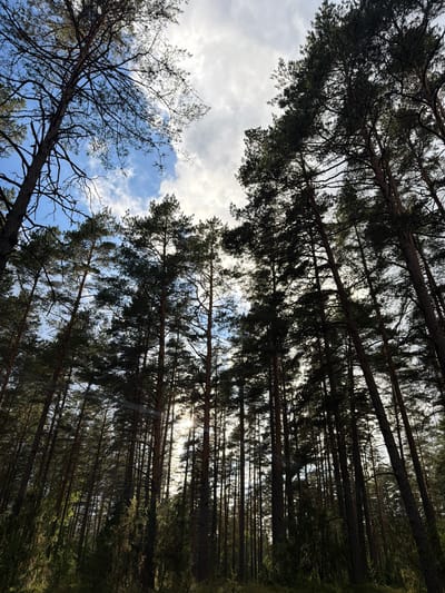 The image depicts a low-angle view looking up at a dense forest, primarily composed of tall pine trees. The sky is visible through the canopy, with patches of blue sky interspersed with white, fluffy clouds. Sunlight filters through the branches, creating a dappled effect and illuminating some areas of the forest floor with a warm glow. The trees are characterized by their straight, tall trunks and dark green needles. The undergrowth appears lush and green, with smaller trees and bushes visible at the base of the larger pines. The overall impression is one of a natural, somewhat wild forest environment. The scene is likely located in the vicinity of Mucenieki, Latvia, as suggested by the context. No people or specific actions are depicted; the focus is on the natural landscape.
