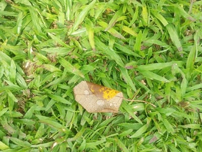 A single, senescent broadleaf rests on a dense bed of green grass in the city of Đăk Pxi, Vietnam. The leaf is primarily tan-brown with a distinct bright yellow discoloration on its upper-left surface. Visible vein patterns and multiple small, clear water droplets are present across the leaf's surface. A slender, dried petiole extends from the leaf towards the lower right. The surrounding grass blades are predominantly green, with some exhibiting minor browning at their tips or bases. No other subjects or actions are present.