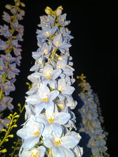 This media file is a close-up, vertical shot of several tall spikes of blue delphinium flowers against a dark, black background. The flowers are in various stages of bloom, with some clusters fully open and others still developing buds. The lighting appears to be artificial, likely from a flash, which highlights the delicate petals and the yellow centers of the open flowers, giving them a slightly ethereal glow. Some tiny water droplets are visible on the petals of the foremost flowers, suggesting recent rain or dew.
To the left of the main subjects, another spike of delphiniums is visible, but it is out of focus and appears to be a lighter shade of blue or even lavender, with hints of pink. Further to the right, a blurry, elongated shape suggests another spike of delphiniums, creating a sense of depth. In the lower left quadrant, a thin stem with small, unopened yellow buds provides a contrasting color and texture to the main blue flowers.
The overall mood is serene and perhaps a bit mysterious due to the stark contrast between the brightly lit flowers and the deep blackness of the background. The time of day is clearly night, and the weather is likely cool and damp, given the presence of water droplets on the flowers. There are no people, text, or discernible location cues beyond what can be inferred from the types of flowers and the dark setting. The image focuses entirely on the natural beauty of the delphiniums.