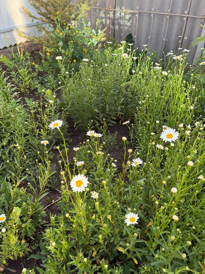 The image shows a close-up view of a garden bed filled with daisies and other green foliage. The daisies have white petals and yellow centers. Many of the plants are in bloom, while others have developing buds. The background features a weathered gray fence and some greenery, possibly a conifer tree. The ground is dark soil, with some dried leaves and twigs visible. The lighting suggests it is daytime, with sunlight casting shadows. The location is specified as the city of Subkhankulovo, Russia. There are no people or animals visible in the image.