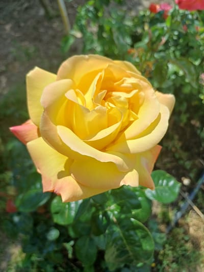 A close-up, shallow depth-of-field photograph captures a yellow rose in full bloom. The rose is positioned in the center of the frame, its petals unfurling in layers. The color transitions from a vibrant yellow at the center to a soft, peachy hue at the edges of some petals. Sunlight illuminates the rose, creating highlights and shadows that accentuate its texture and form.
The background is a blurred garden scene. Green foliage, appearing as soft green and dark green shapes, surrounds the rose. Some hints of other flowers, possibly red, are visible as indistinct blurs in the upper right portion of the background. The ground beneath the foliage appears to be a mix of soil and possibly some dried leaves, rendered out of focus. The overall impression is that of a bright, sunny day in a garden setting.
The image does not contain any information that can be used to determine its location in the city of Pushkino, Ukraine, or any other specific geographical location. There are no people, identifiable landmarks, or any other contextual elements that suggest a particular place.