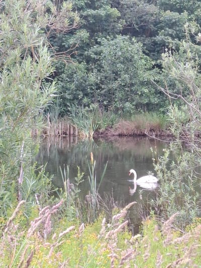 A white swan with its neck curved swims in a dark body of water. The swan is positioned in the lower right quadrant of the image. The water is surrounded by dense green foliage and trees. In the foreground, there are tall, dry grasses and reeds. The background consists of a wall of trees with varying shades of green. The overall scene suggests a natural, tranquil environment. This image was captured in the village of Scorton, United Kingdom, near the local duck pond.