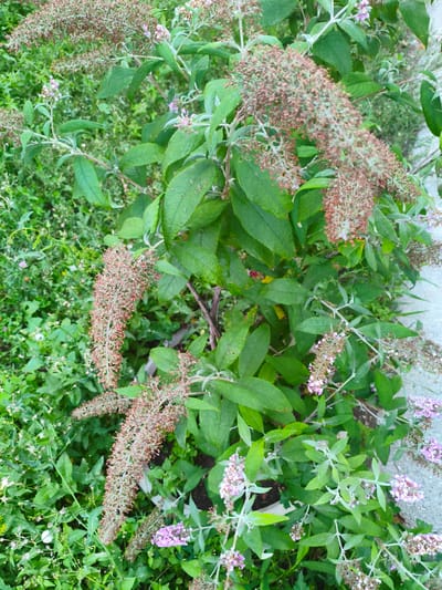 The image shows a close-up view of a flowering plant with long, conical flower spikes. The flowers are a mix of pale pink and dried brown, with some green foliage visible. The background is a blur of green foliage and some lighter-colored material, possibly a pathway or stone. The lighting appears to be natural daylight. There is no text visible in the image. The scene is outdoors, likely a garden or natural setting. The overall impression is one of natural growth and the cycle of blooming and drying of flowers.