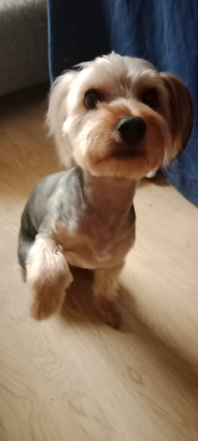 A close-up, vertical shot shows a small, short-haired Yorkshire Terrier sitting on a light-colored wooden floor. The dog is facing forward with its head tilted slightly to the left. Its fur is a mix of grey and tan, with longer tan fur around its face and ears, and shorter grey fur on its body. The dog's eyes are dark and appear to be looking directly at the camera. One of its front paws is lifted slightly off the ground.

Behind the dog, a dark blue fabric, possibly a curtain or blanket, hangs vertically on the right side of the frame. To the left of the dog, a textured, light-colored surface, possibly a blanket or upholstery, is partially visible. The lighting suggests it is daytime, but there are no specific cues about the time of day or weather conditions. The overall setting appears to be indoors, likely a home environment. The dog's expression is alert and curious. No text is visible in the image. The location context provided is Galapagar, Spain.