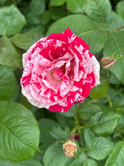 A close-up, top-down view of a vibrant pink and white striped rose in full bloom is presented. The rose is surrounded by lush green foliage, and a rosebud is visible to the right of the main flower. At the bottom of the image, another spent rosebud with a dried, curled appearance is present. The scene is set outdoors, likely in a garden, with no indication of a specific location in Mount Royal, Canada. The focus is entirely on the botanical subject matter.