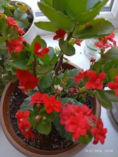 The image shows a close-up view of a potted Kalanchoe plant with vibrant red flowers and green succulent leaves. The plant is in a brown plastic pot filled with dark soil. In the background, a white object, possibly another pot or container, and a glass bottle with a label are visible. The setting appears to be indoors, near a window or on a windowsill, as suggested by the lighting and the presence of what looks like a window frame in the upper right corner. The date stamp "15.07.2026 14:04" is overlaid on the bottom right of the image. There is no visible indication of the city of Кызыл-Сай, Kyrgyzstan, in the image itself.