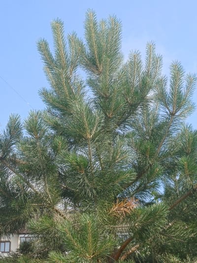This is a low-angle, outdoor, full-frame photograph of a pine tree against a bright, clear blue sky. The tree's needles are a vibrant green, and the branches are dense. In the background, the upper portion of a building with a light-colored facade and dark-framed windows is visible through the foliage. A thin wire is visible in the upper left quadrant of the image, stretching across the sky. The scene appears to be in Elitnyi, Russia.