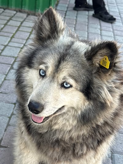 A close-up, high-angle shot focuses on the head and upper torso of a medium-sized husky dog with striking blue eyes and thick, multi-colored fur. The dog has a pink tongue peeking out from its mouth. A small yellow tag with a QR code is attached to its left ear. The dog is outdoors, with a paved cobblestone ground visible and out-of-focus legs and feet of a person wearing dark shoes and pants in the background. A blurred green object, possibly a trash bin or a fence, is also visible in the upper left corner. The scene is not specifically identifiable as being in Onguday, Russia, as no discernible landmarks or cultural markers are present.
