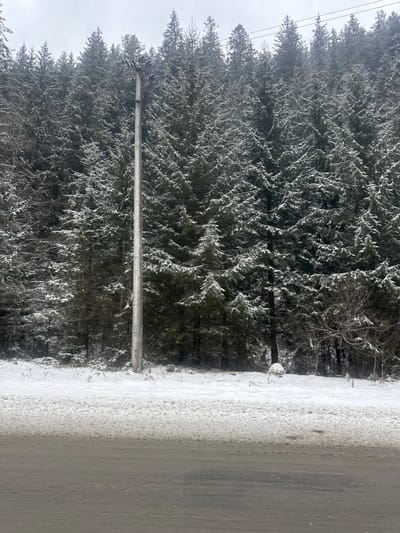 This image captures a winter landscape in Tatariv, Ukraine, under an overcast sky during daylight hours. The scene is dominated by a dense forest of evergreen trees, likely spruces or firs, on the left side of the frame. These trees are heavily laden with fresh snow or hoarfrost, which covers their branches and needles, making them appear white and sparkling against their darker foliage.
In the mid-ground, a light-colored, slender pole stands vertically, extending from the lower portion of the frame upwards, partially obscuring the forest behind it. This appears to be a utility pole or a guardrail post, with some faint horizontal elements near its top, possibly indicating power lines or cross-arms.
To the right of the pole and occupying the right half of the image is a wide, flat surface covered in granular snow or ice. This area likely represents a snow-covered road shoulder, an icy embankment, or the edge of a road. The texture of the snow suggests it's well-established and possibly impacted.
The overall atmosphere is one of serene coldness typical of a winter day. No specific activity or event is taking place, and there are no people visible. The image conveys the quiet, frosty beauty of the natural environment in winter, juxtaposed with elements of human infrastructure. There is no visible text in the image.