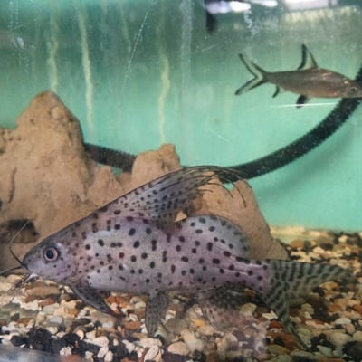The image displays two fish in an aquarium. The fish in the foreground is a spotted catfish, characterized by its gray body covered in numerous dark spots, prominent pectoral fins, and long barbels extending from its mouth. It is positioned in profile, facing left, with its eye clearly visible. The substrate of the aquarium consists of colorful gravel. In the background, a second, sleeker fish with a silver body and dark fins swims near a dark, ribbed tube. The aquarium water has a slight green tint, and the background wall appears textured and brown, possibly representing rocks or artificial decorations. The lighting highlights the fish and the details of the aquarium's interior. The location in Kuningan, Indonesia, is not discernible from the visual information provided in the image.