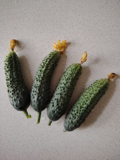 Four small, bumpy cucumbers with yellowed, withered blossoms on their stems are arranged diagonally on a speckled, light-colored countertop. The cucumbers are dark green and have a textured surface with small, pale prickles. The blossom on the leftmost cucumber is more intact than the others, while the blossom on the second cucumber from the left is partially broken. The blossoms on the two rightmost cucumbers are more dried and brown. A few small water droplets are visible on the countertop, suggesting the cucumbers may have been recently washed. The lighting appears to be natural, casting subtle shadows from the cucumbers onto the surface. The image is a close-up shot, focusing solely on the cucumbers and the countertop. There is no visible text in the image. The setting is likely a kitchen or a similar indoor space in Vladimirovka, Russia.