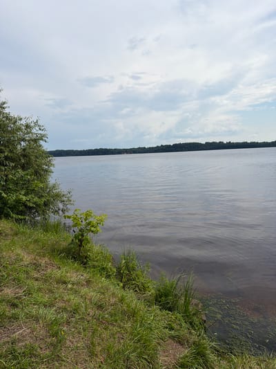 The image depicts a wide, calm body of water, likely a river or lake, with a distant tree-lined shore. The foreground features a grassy bank with some small bushes and green vegetation growing along the water's edge. The sky is overcast with scattered clouds. The overall scene is natural and serene, with no human presence or activity visible. This vista is consistent with the landscape found along the Daugava River in Saulkalne, Latvia, known for its expansive riverine environment and natural surroundings.
