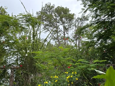 The image depicts a lush, overgrown garden setting with dense foliage and trees under a bright, overcast sky. Tall pine trees are visible in the background, interspersed with a variety of green leafy plants and trees. Small red and yellow flowers are scattered throughout the greenery, adding pops of color to the scene. In the foreground, a large, vibrant green leaf is partially visible on the right side, framing the view of the garden. The overall impression is one of natural abundance and a slightly untamed environment. The scene does not contain any people.