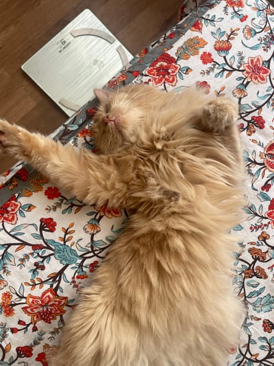 A fluffy, ginger cat is sleeping on a bed with a floral-patterned comforter. The cat is lying on its back, with its paws stretched out. The comforter has a white background with red, orange, and blue flowers and green leaves. To the left of the cat, partially visible, is a white digital scale with grey accents and a display showing "10". The cat's fur is long and appears soft. The scene suggests a relaxed and comfortable atmosphere, likely indoors during the daytime. No people are visible. The location is identified as Otradnoye, Russia.