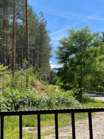 The image displays a view of a road through a forest with a clear blue sky. In the foreground, there is a dark metal railing. To the left, a dense pine forest rises, with tall, slender trees. To the right, a large, leafy green tree dominates the mid-ground, with its branches spreading out. A paved road is visible in the background, curving to the right and bordered by a metal guardrail. Lush green foliage and undergrowth cover the ground on either side of the road. The scene suggests a natural, possibly rural or park-like setting. The location is identified as Valkosel, Bulgaria. There are no people or animals visible in the image. The overall impression is one of a peaceful, sunny day in a wooded area.