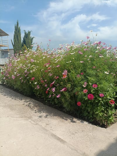 A wide shot captures a vibrant flower bed bursting with pink and white cosmos flowers, interspersed with dark pink zinnias, lining a concrete walkway. The flowers form a dense, green hedge under a bright blue sky dotted with white, fluffy clouds. To the left, a portion of a light-colored building with a metal roof structure is visible, suggesting an urban or semi-urban setting. In the background, two tall, slender evergreen trees stand against the sky. The concrete path is in the foreground, with shadows of the flowers cast upon it, indicating the sun is high. The scene appears to be in Balkanabat City, Turkmenistan, given the architectural style of the building and the types of trees common in the region. There are no people or animals present in the image.