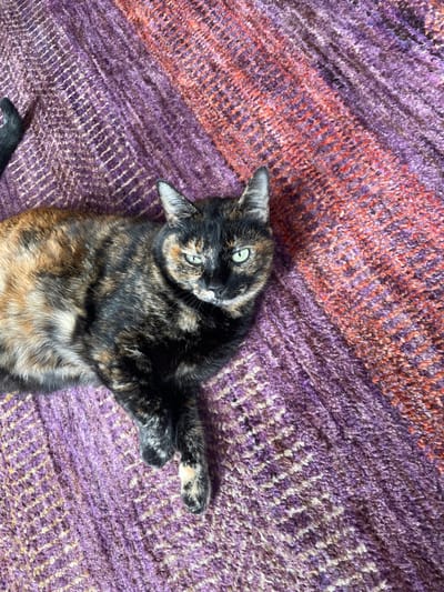 A tortoiseshell cat is observed lying on a multicolored, textured knitted blanket. The cat, predominantly black, orange, and light brown with distinct green eyes, faces forward towards the viewer. A white patch is visible on its muzzle and lighter fur on its front paws. The blanket beneath the cat features prominent diagonal color blocks of purple with a patterned weave and a section of reddish-orange and deeper purple. The scene is set indoors, within Fraccionamiento y Club de Golf los Encinos, Mexico.