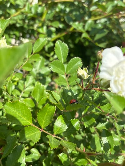 The image shows a close-up of a rose bush in sunlight. A white rose is visible in the upper left corner along with a rosebud. A red ladybug with black spots is perched on a green leaf of the rose bush. The background consists of more green leaves, out of focus. The location is Mursalevo, Bulgaria.