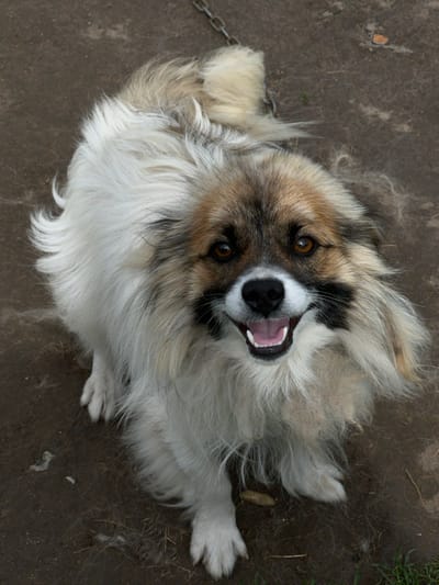 A medium-sized, long-haired domestic dog is depicted outdoors in Mshanets, Ukraine. The dog, positioned from a high-angle perspective looking upwards, features predominantly white and light cream fur on its body, chest, and lower facial areas. Its face exhibits a distinct mask-like pattern of brown, tan, and dark brown/black fur around the eyes, snout, and ears. The eyes are dark amber and directed towards the viewer. The dog's black nose and open mouth reveal a pink tongue and white teeth, indicating an alert and possibly happy or panting expression. Its fluffy tail is visible in the upper portion of the frame. The dog is seated or crouched on bare, hard-packed dirt ground, which contains scattered small debris and sparse patches of green vegetation. A metal chain, partially obscured, is visible in the upper right quadrant of the image, suggesting the dog may be tethered. Loose strands of fur are present on the ground around the animal.