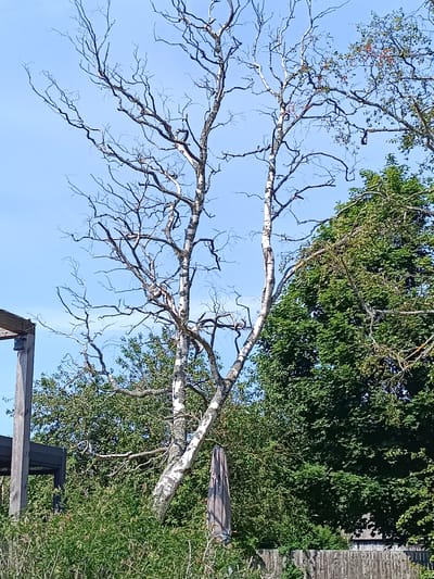 In Pāvilosta, Latvia, a close-up shot reveals the skeletal branches of a bare birch tree against a clear blue sky. To the right, a dense canopy of green foliage from other trees provides a stark contrast. In the lower left, a portion of a wooden structure, possibly a deck or gazebo, is visible. A closed, gray umbrella leans against the birch tree. The scene is further framed by a wooden fence in the foreground, with lush green bushes and vegetation growing along its base. The overall impression is one of a summer day with remnants of a past season, or perhaps an area in transition.