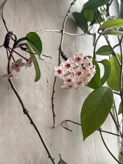 The image displays a Hoya plant, likely *Hoya carnosa* or a similar species, in bloom against a textured, light-toned wall. A prominent umbel of approximately 15-20 pale pink, stellate flowers, each featuring a distinct red-maroon corona, is centered in the mid-right. To the mid-left, a smaller cluster of 3-4 identical flowers is visible. The plant exhibits multiple ovate to lanceolate green leaves with visible venation, growing from slender, brown, vining stems. Some stem sections appear dry and shriveled. Faint, thin white strands are visible, suggesting artificial support for the plant. The background wall is off-white with subtle texture and minor surface irregularities. This scene is located in the city of Shahumian, Armenia.