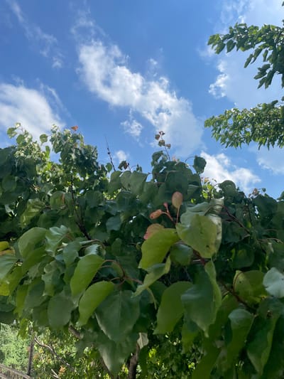 The image shows a close-up view of lush green foliage from trees against a bright blue sky dotted with white clouds. The perspective is from below, looking up through the branches and leaves. In the background, the sky is clear with scattered cumulus clouds. Some of the leaves are tinged with reddish-brown, suggesting either new growth or the beginning of autumn. The sunlight filters through the leaves, creating areas of light and shadow. There is a hint of a fence at the very bottom of the image, indicating an outdoor, possibly garden or park setting. The scene is devoid of any people or discernible activities, focusing solely on the natural elements. The location is described as Khadzhalmakhi, Russia, a rural village in the Republic of Dagestan.