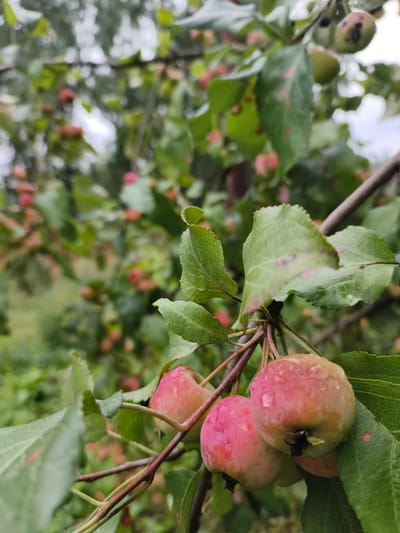 A close-up shot focuses on a branch of a crabapple tree, likely located in or near the city of Katun, Russia, given the provided context. The branch is adorned with several small, round crabapples, some of which are a vibrant pink, while others are a lighter green with red blush. The fruits are wet, indicating recent rainfall, with visible water droplets clinging to their surfaces. The leaves are a lush green, interspersed with some showing reddish-brown spots, possibly a sign of disease or natural variation. In the background, out of focus, other crabapples and foliage are visible, suggesting a dense canopy. The overall setting appears to be an outdoor, natural environment, possibly a garden or orchard.
