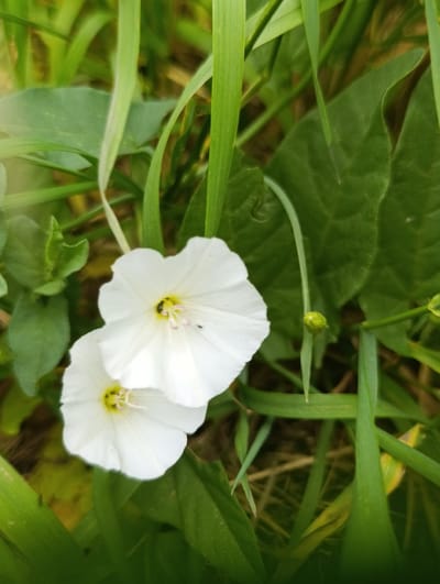 Two white bindweed flowers bloom amidst green grass and leaves. The flowers are funnel-shaped with delicate white petals and yellow centers. One flower is in focus, revealing the stamen and pistil, and a small black insect perched on the stamen. The second flower is slightly out of focus, partially obscured by the first. A green, unopened bud is visible to the right of the flowers. The environment appears to be a natural outdoor setting, likely in the countryside given the presence of wild vegetation and the specified location of Раснянскі сельскі Савет, Belarus, which is a rural administrative division. The lighting suggests it is daytime.