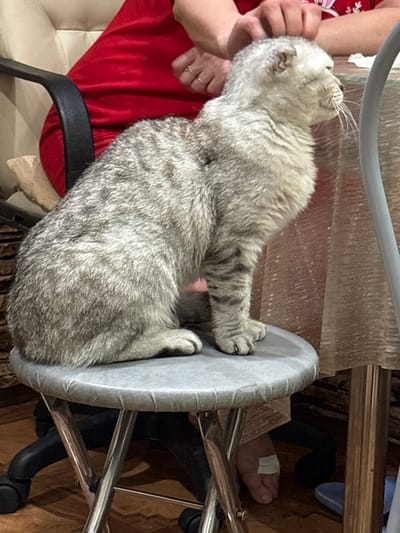 A gray, tabby cat is curled up on a gray, round stool. The cat is lying on its side with its paws resting on the edge of the stool. A person's hand rests on the cat near its head. Another person wearing black shoes is visible in the background. A portion of a red dress is also visible. The stool is placed on a wooden floor with a metal frame below it.