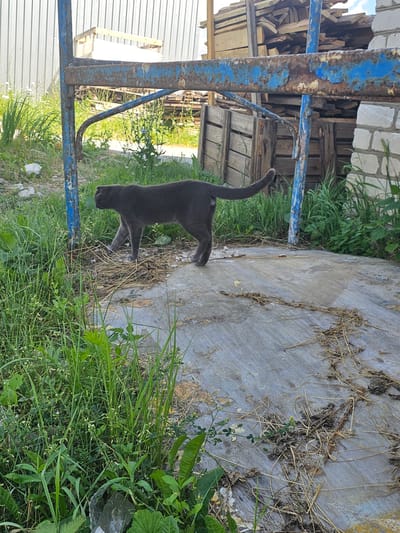 A dark gray cat is walking across a wooden platform outdoors. The cat is facing left and its tail is curved upwards. The platform is littered with dry grass and debris. In the background, there is a blue metal structure with peeling paint, stacks of wooden planks, a white brick wall, and tall green grass. The scene appears to be in an outdoor, possibly industrial or construction area. The location is specified as 1 Maya, Russia.
