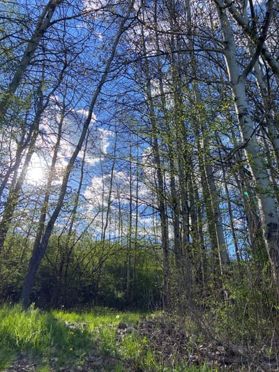 The image captures a vibrant, sun-drenched natural landscape, depicting a forest edge or wooded path under a bright sky. The perspective looks upwards through a canopy of trees towards a brightly illuminated ground level.

The upper section of the scene showcases a clear blue sky dotted with scattered white clouds, visible through the intertwining branches of numerous deciduous trees. These trees, characterized by slender, smooth, light-colored trunks, likely aspens or birches, reach towards the sky. Many branches, some still bare and intricate, others beginning to display small, fresh green leaves, create a dense, delicate pattern, indicative of springtime. Bright sunlight streams from the upper right quadrant, filtering through the foliage and creating a prominent lens flare, illuminating the canopy and surrounding areas.

Below the treeline, the ground is covered in lush vegetation. A dense thicket of bushes and smaller trees, rich with new green foliage, forms a natural barrier in the middle ground, extending across the left side. To the right, an expanse of vivid green grass is bathed in sunlight, interspersed with a few bright yellow dandelions and some white, fluffy dandelion seed heads. The ground also features scattered fallen leaves and natural debris.

The scene depicts a clear, sunny day, likely late morning or early afternoon given the intensity of the light. No discernible text is visible in the image. The location is Baevtsi, Bulgaria.