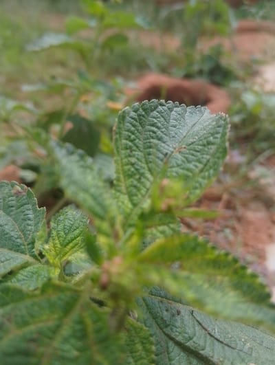 The image displays a close-up view of green foliage, with a focus on the textured surface of a leaf in the foreground. The leaf's edge is serrated, and its surface shows prominent veins. The background is blurred, with hints of reddish-brown soil and more green vegetation, suggesting an outdoor setting. The lighting appears natural, casting soft shadows. There are no visible people or specific landmarks to indicate a precise location within Rahwol Chom, Nigeria.