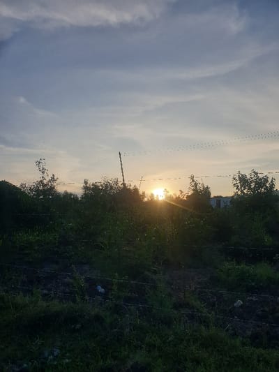 The scene depicts an outdoor landscape at sunset or sunrise in Mua ward, Kenya. A bright, circular sun, emitting a strong orange-yellow glare, is positioned in the center-right midground, partially obscured by dense green foliage. The sky above is light blue with scattered, thin white clouds. A slender, dark utility pole extends vertically from the midground towards the sky on the left, supporting multiple thin overhead wires that traverse the upper portion of the image. The immediate foreground consists of dark, disturbed earth intermixed with green grass and weeds. A three-strand barbed wire fence runs horizontally across the lower third of the frame. Behind the fence, a field of green vegetation, including what appears to be young crops and taller grasses, occupies the midground. A denser line of trees and bushes forms the background, with the faint outline of a light-colored structure visible through the foliage on the far right. A small, crumpled white plastic object is present on the ground in the lower-left quadrant, near the barbed wire. No individuals or animals are visible within the frame.