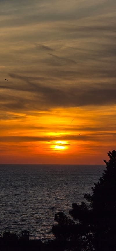 The image captures a sunset over the sea, likely taken in Dobra Voda, Montenegro. The sky is filled with streaks of golden and orange light, with the sun appearing as a bright, diffused source. The sea is calm, reflecting the colors of the sky. A dark silhouette of trees frames the right side of the image. There is an object in the sky that looks like a bird.