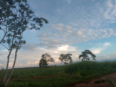 This is a landscape photograph taken in the city of Puerto Gaitán, Colombia, likely during the late afternoon or early evening, given the sky's colors and cloud formations. The foreground features a dirt path or road on the right, bordered by tall green grass. A large field of green grass stretches across the middle ground, with several trees scattered throughout. The trees vary in size and foliage density.
On the left side of the image, a prominent tree with a textured, greyish-white trunk and dark green leaves dominates the frame. Further into the field, two medium-sized trees with full, dark green canopies stand side-by-side. To the right of these, another tree with a similar canopy is visible. The background consists of a distant tree line and a sky filled with a mix of light blue, white, and light pink clouds, suggesting either sunrise or sunset. The overall environment appears to be rural or semi-rural, characterized by open fields and natural vegetation. There are no people or animals visible in the image, and no specific objects or actions are occurring. The scene is peaceful and serene, depicting a natural landscape bathed in soft, diffused light.