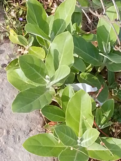 The image shows a patch of green leafy plants growing next to a concrete surface. The plants have broad, oval-shaped leaves with prominent veins. The leaves are a mix of light and dark green, suggesting different stages of growth or sun exposure. The background is blurry, but appears to be a mixture of dirt and other small plants. There is no indication of the location being Barcelona, Venezuela, or any information about people, objects, actions, or interactions.