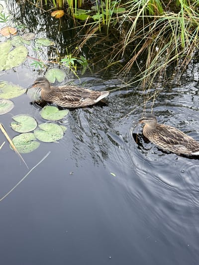 The image depicts two ducks swimming in dark water, surrounded by lily pads and tall grass. The scene is set in Pchelka, Russia. One duck is closer to the foreground, swimming towards the left of the frame. It has brown and black mottled plumage and is facing left with its beak slightly open. Behind it and to the right, another duck swims in the same direction. This second duck also displays similar brown and black feather patterns and is slightly further away. The water is calm, with ripples emanating from the ducks' movements. Several large, green lily pads are visible floating on the surface of the water, some with dark spots. Tall, thin green and brown grasses rise from the water's edge and extend into the background, creating a natural, wetland environment. The lighting suggests an overcast day, with the light reflecting softly on the water's surface.