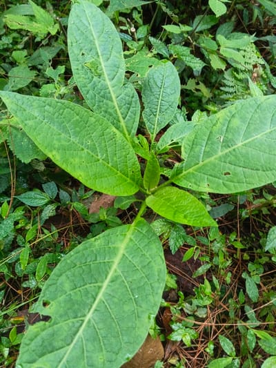 This image provides a close-up, top-down perspective of a vibrant green plant flourishing amidst dense undergrowth. The primary subject is a herbaceous plant featuring several large, elongated oval to ovate leaves radiating from a central stem. These leaves are a rich, healthy green with clearly defined venation, and some exhibit minor damage such as small holes, possibly from insects.
The background and ground around the central plant are densely covered with a variety of smaller green plants, creating a lush and verdant environment. Scattered on the ground beneath the foliage are darker patches of soil and some dry organic matter, which appear to be fallen leaves or pine needles. Many of the leaves, both on the main plant and the surrounding vegetation, appear slightly moist, suggesting either recent rainfall or high humidity.
The scene captures a natural, uncultivated outdoor setting, consistent with the given location context of Chilanga, Zambia. The lighting is bright and even, indicating it is daytime. There is no visible human activity or text. The image serves as a detailed botanical observation, focusing solely on the plant life and its immediate natural habitat.