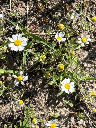 The image displays a close-up, overhead view of a patch of ground with several small daisies and their buds. The daisies have white petals and yellow centers. Some of the flowers are fully bloomed, while others are still developing. The ground is composed of dirt, dry grass, and small pebbles, with some green foliage interspersed. The lighting suggests it is daytime, with shadows cast by the plants. The scene appears to be an outdoor, natural environment.
