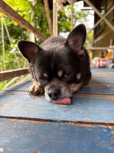 A black and tan Chihuahua lies on a weathered blue wooden surface, its pink tongue extended to lick something out of frame. The dog's eyes are partially closed, and its ears are perked. The background shows a blurry green natural environment with some wooden structures, possibly a porch or balcony railing. The scene appears to be outdoors, in a semi-rural or suburban setting.