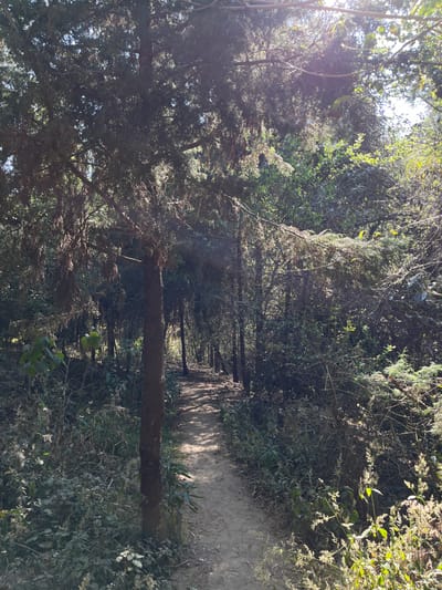 The image displays a narrow, unpaved dirt path traversing a densely vegetated woodland in San Andrés Calpan, Mexico. The path, light brown in color and marked by dappled sunlight and shadows, recedes into the distance between tall, slender trees and thick undergrowth. Dominant features include multiple dark-barked trees, some exhibiting drooping, brown, and green foliage consistent with conifers or similar species, particularly in the foreground and along the path's edge. The ground and areas adjacent to the path are covered with a variety of green shrubs, bushes, and smaller plants. Bright sunlight penetrates the canopy from the upper right, creating lens flare and illuminating portions of the foliage and the path. No individuals or man-made objects other than the path are visible. The scene depicts a natural, undisturbed trail environment.