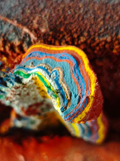 This media file is a close-up, macro photograph of a textured, layered object with vibrant colors. The subject appears to be a geological formation or an abstract sculpture, characterized by distinct, wavy bands of red, yellow, blue, and green. The texture suggests a material like hardened paint or a sedimentary rock with multiple strata. The background is out of focus, showing dark, reddish-brown and orange hues, possibly representing a rough surface or an earthy environment. The lighting creates a sense of depth and highlights the intricate patterns and variations in the material. There is no discernible text, people, or specific activity taking place. The setting is abstract and could be interpreted as natural or artistic, with the focus entirely on the colorful, layered structure. The location context provided, Краснадворскі сельскі Савет, Belarus, does not offer immediate visual cues within the image itself.