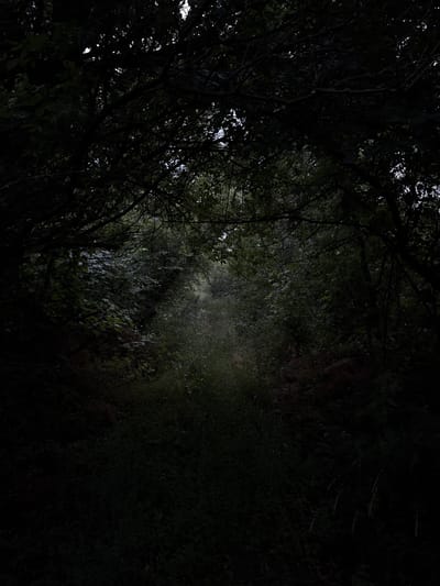 The image shows a dark, overgrown path in a wooded area, likely in Seleznivka, Ukraine. The path is barely visible, obscured by dense foliage and shadows. Overhanging branches and leaves from trees create a canopy, casting the scene in deep shade. The vegetation appears wild and untamed, with tall grasses and plants lining the sides of the path. The overall impression is one of a secluded and somewhat foreboding natural environment. There are no people or animals visible in the image. The lighting suggests it may be late evening or early morning, or that the area is simply very shaded.